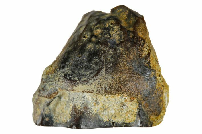 Fossil Ceratopsian Dinosaur Tooth - Judith River Formation #173446